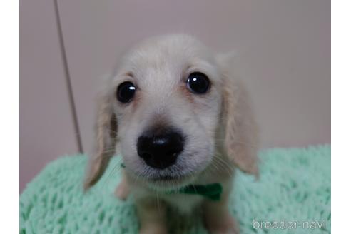 成約済の広島県のミニチュアダックスフンド(ロングヘアード)-174660の3枚目