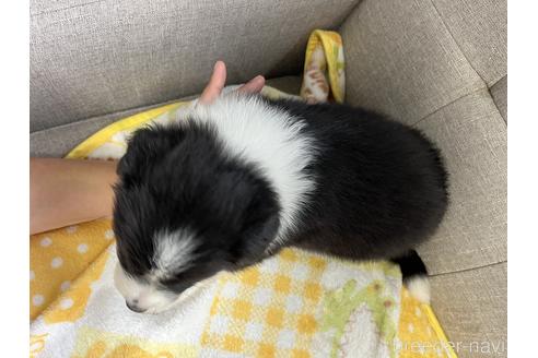 成約済の福岡県のボーダーコリー-173851の5枚目
