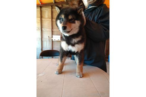 成約済の徳島県の柴犬-176344の1枚目
