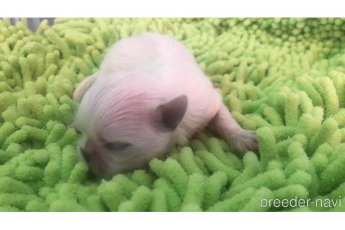 成約済の愛知県のペキニーズ-176353の19枚目