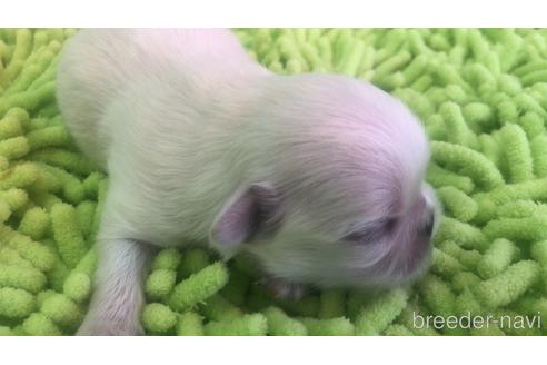 成約済の愛知県のペキニーズ-176354の15枚目