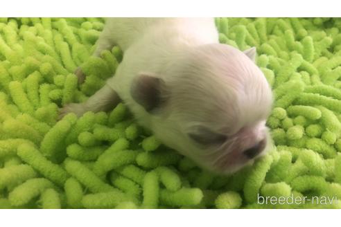 成約済の愛知県のペキニーズ-176355の23枚目