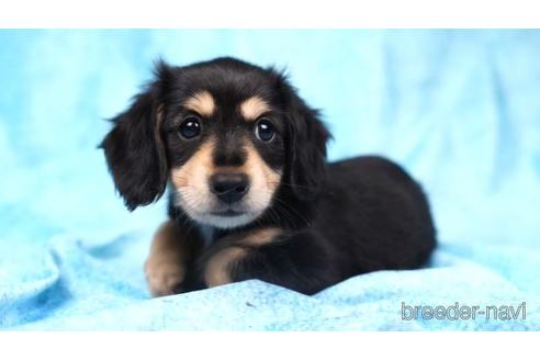 成約済の千葉県のカニンヘンダックスフンド(ロングヘアード)-176363の1枚目