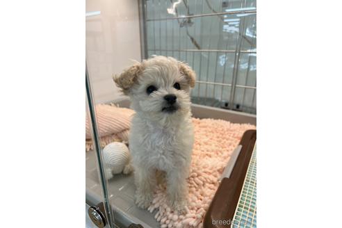 成約済の北海道のミックス犬-173674