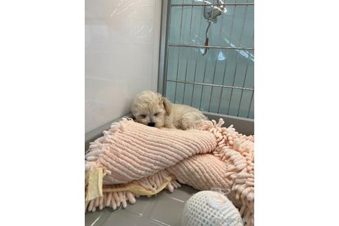 成約済の北海道のミックス犬-173674の2枚目