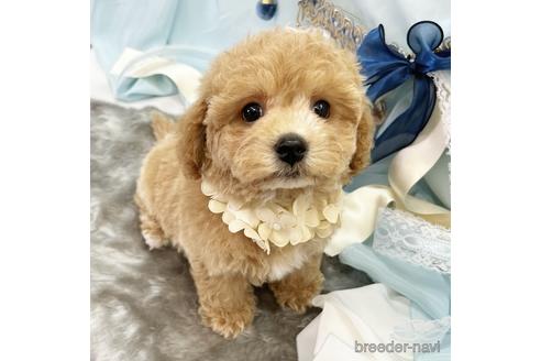 成約済の東京都のミックス犬-175272の3枚目