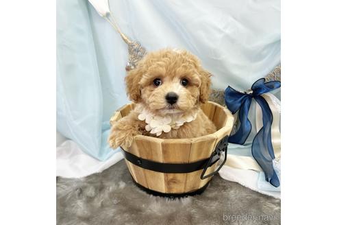 成約済の東京都のミックス犬-175272の2枚目