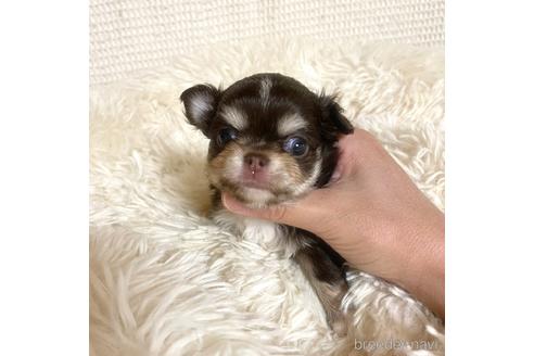 成約済の徳島県のチワワ(ロングコート)-174625の12枚目
