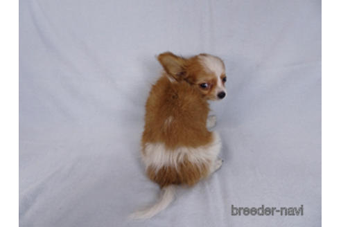 成約済の千葉県のパピヨン-171097の15枚目