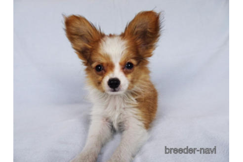 成約済の千葉県のパピヨン-171097の14枚目