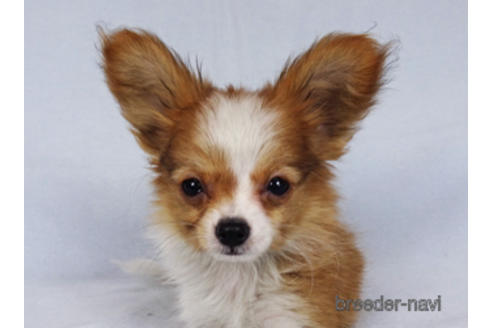 成約済の千葉県のパピヨン-171097の13枚目