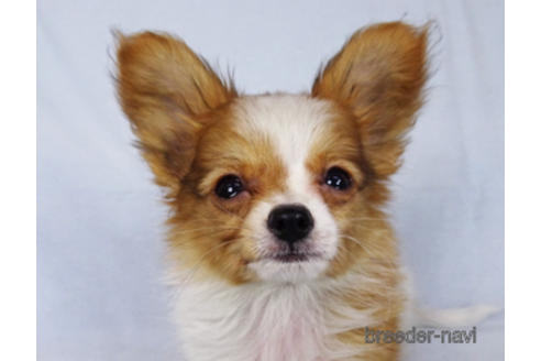 成約済の千葉県のパピヨン-171097の12枚目