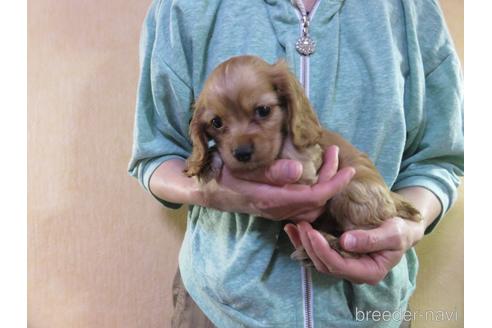 成約済の愛知県のアメリカンコッカースパニエル-172730の17枚目