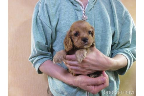 成約済の愛知県のアメリカンコッカースパニエル-172729の6枚目