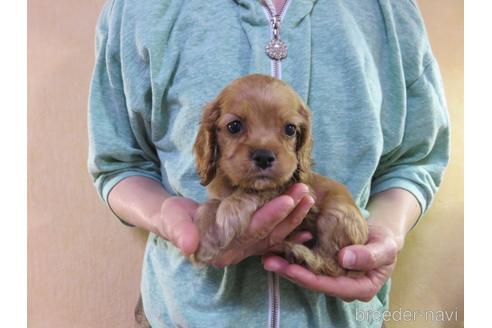 成約済の愛知県のアメリカンコッカースパニエル-172729の1枚目