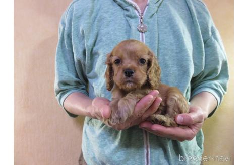 成約済の愛知県のアメリカンコッカースパニエル-172729の2枚目