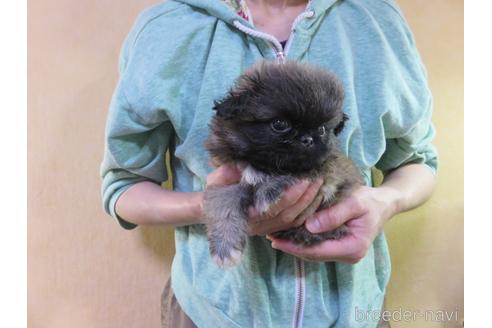 成約済の愛知県のペキニーズ-172746の31枚目