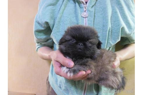 成約済の愛知県のペキニーズ-172746の28枚目