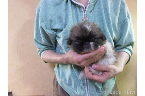 成約済の愛知県のペキニーズ-172748の10枚目