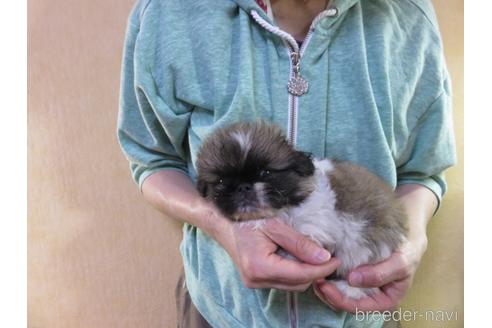 成約済の愛知県のペキニーズ-172748の9枚目