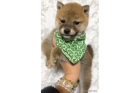 成約済の茨城県の豆柴-175211の2枚目