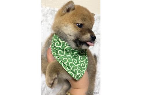 成約済の茨城県の豆柴-175211の4枚目