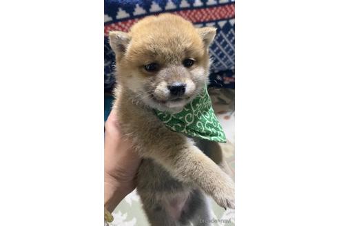 成約済の茨城県の豆柴-175211の5枚目
