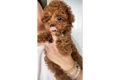 成約済の茨城県のトイプードル-172513の5枚目