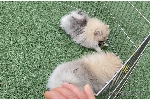 成約済の福岡県のポメラニアン-166860の5枚目