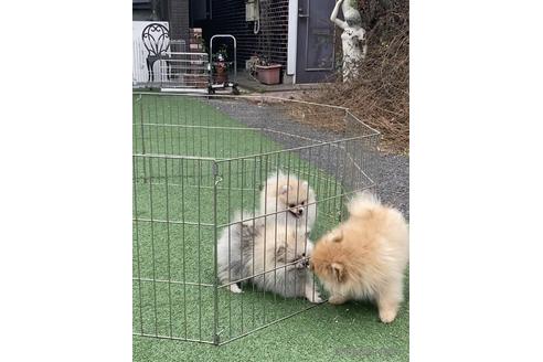 成約済の福岡県のポメラニアン-166860の2枚目