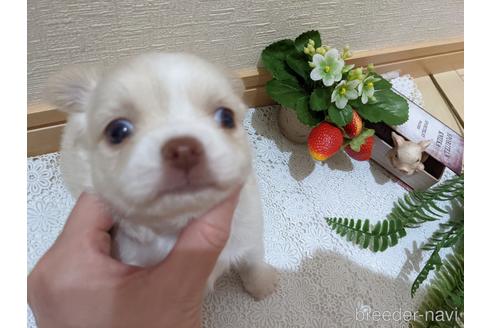 成約済の広島県のチワワ(ロングコート)-174609の48枚目