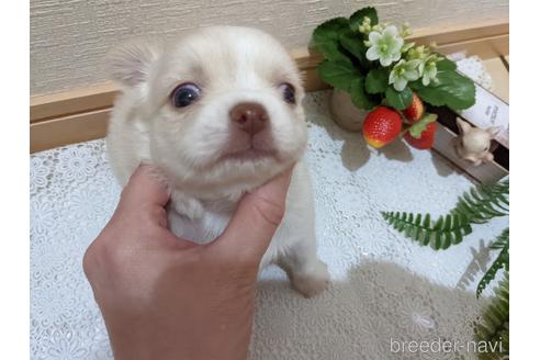 成約済の広島県のチワワ(ロングコート)-174609の47枚目