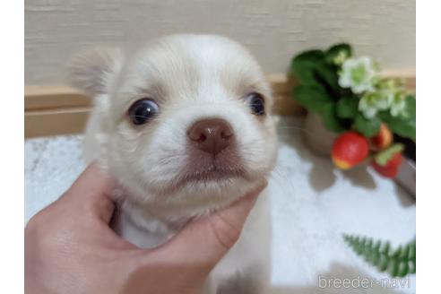 成約済の広島県のチワワ(ロングコート)-174609の46枚目