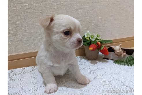 成約済の広島県のチワワ(ロングコート)-174609の43枚目