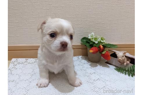 成約済の広島県のチワワ(ロングコート)-174609の40枚目