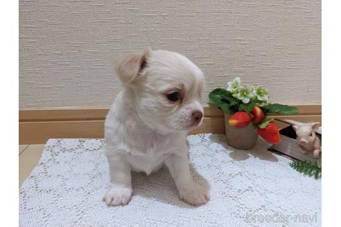 成約済の広島県のチワワ(ロングコート)-174609の39枚目