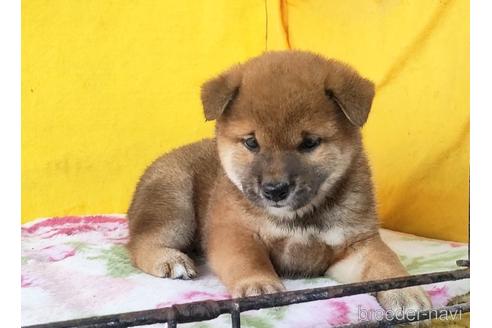 成約済の埼玉県の柴犬-176488の5枚目