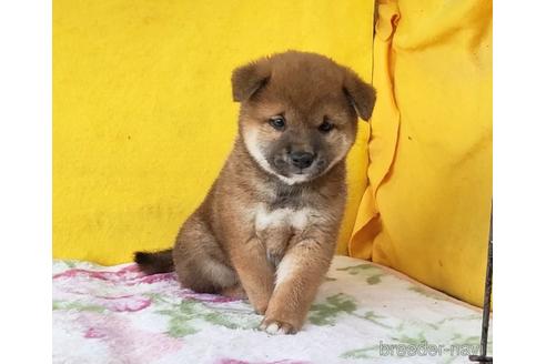 成約済の埼玉県の柴犬-176488の6枚目