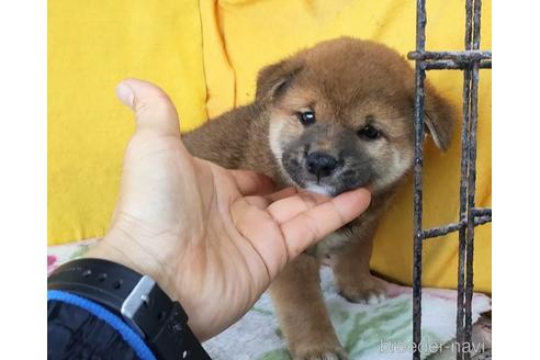 成約済の埼玉県の柴犬-176488の4枚目