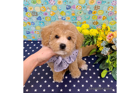 成約済の広島県のミックス犬-173461の1枚目