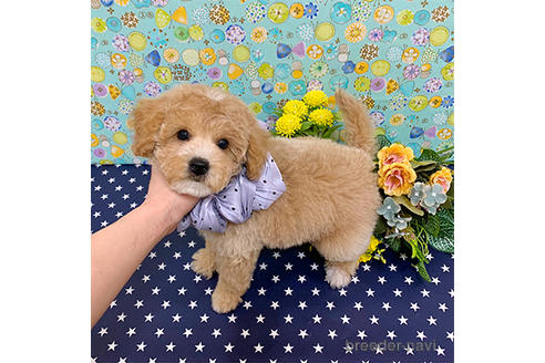 成約済の広島県のミックス犬-173461の4枚目