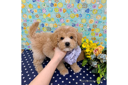 成約済の広島県のミックス犬-173461の3枚目