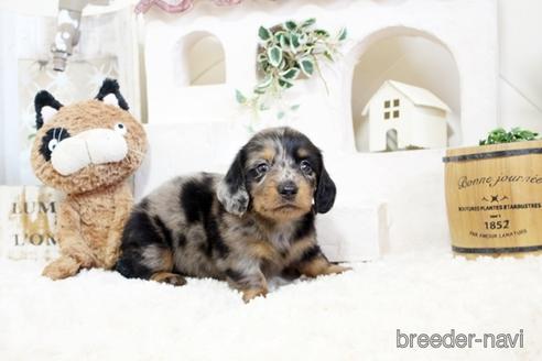 成約済の佐賀県のミニチュアダックスフンド(ロングヘアード)-176507の1枚目