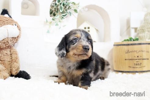 成約済の佐賀県のミニチュアダックスフンド(ロングヘアード)-176507の4枚目