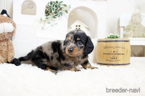 成約済の佐賀県のミニチュアダックスフンド(ロングヘアード)-176507の3枚目