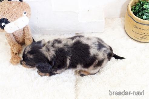 成約済の佐賀県のミニチュアダックスフンド(ロングヘアード)-176507の2枚目