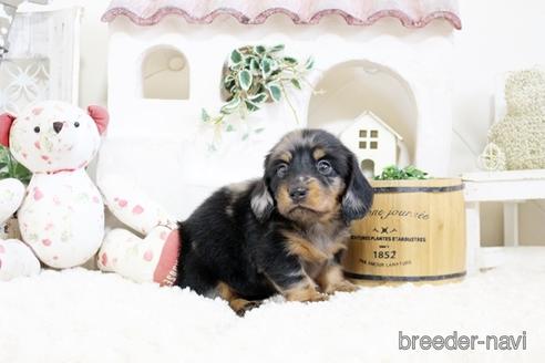 成約済の佐賀県のミニチュアダックスフンド(ロングヘアード)-176509の1枚目