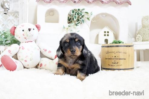 成約済の佐賀県のミニチュアダックスフンド(ロングヘアード)-176509の5枚目