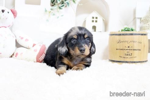 成約済の佐賀県のミニチュアダックスフンド(ロングヘアード)-176509の4枚目