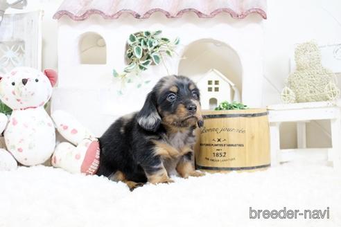 成約済の佐賀県のミニチュアダックスフンド(ロングヘアード)-176509の3枚目